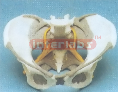 FEMALE PELVIS, LIGAMENTAD WITH NERVES